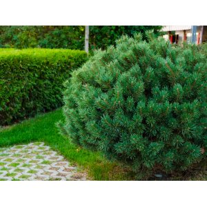 Borovica horská (Pinus mugo) ´MARIE BREGEON® ´ – výška 20-30 cm, ⌀ 30 cm, kont. C5L